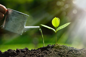 What You Water Will Grow: Nurturing Your Productivity Habits